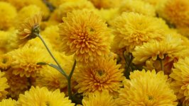 Desktop image. Flowers. ID:149215
