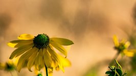 Desktop image. Flowers. ID:149655