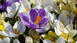 Desktop image. Flowers. ID:149663