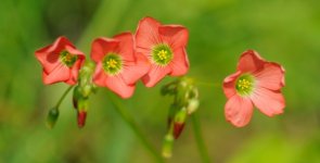 Desktop image. Flowers. ID:149740