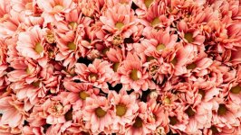 Desktop image. Flowers. ID:149782
