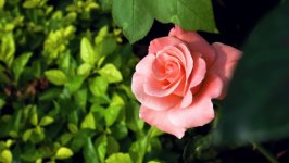 Desktop image. Flowers. ID:149786