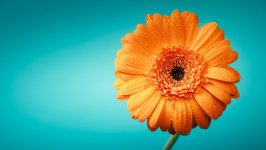 Desktop image. Flowers. ID:149995