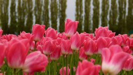 Desktop image. Flowers. ID:150003