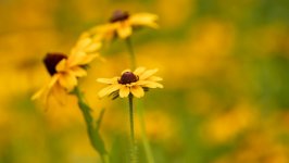 Desktop image. Flowers. ID:150012