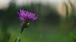 Desktop image. Flowers. ID:150019