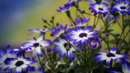 Desktop image. Flowers. ID:150451