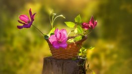 Desktop image. Flowers. ID:150474