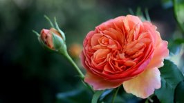 Desktop image. Flowers. ID:150822
