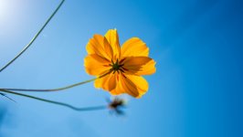 Desktop image. Flowers. ID:150917