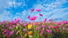 Desktop image. Flowers. ID:150942
