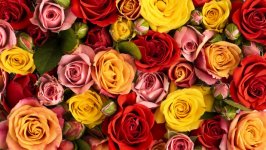 Desktop image. Flowers. ID:151366
