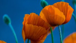 Desktop image. Flowers. ID:151600