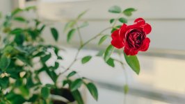 Desktop image. Flowers. ID:163968