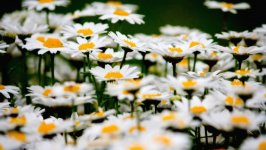 Desktop image. Flowers. ID:152036