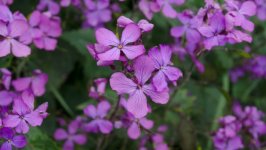 Desktop image. Flowers. ID:152131