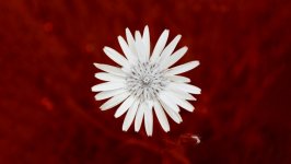 Desktop image. Flowers. ID:152223
