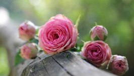 Desktop image. Flowers. ID:152473