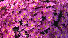 Desktop image. Flowers. ID:152541