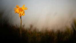 Desktop image. Flowers. ID:152839