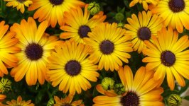 Desktop image. Flowers. ID:152904