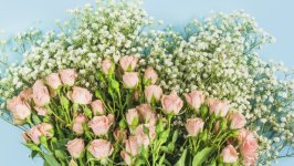 Desktop image. Flowers. ID:153038