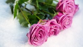 Desktop image. Flowers. ID:153425