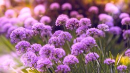 Desktop image. Flowers. ID:153481