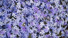 Desktop image. Flowers. ID:163312