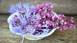 Desktop image. Flowers. ID:153605