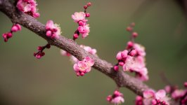 Desktop image. Flowers. ID:153730