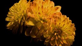 Desktop image. Flowers. ID:154379