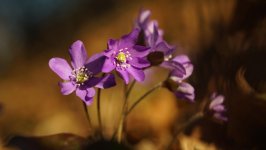 Desktop image. Flowers. ID:154407