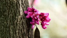Desktop image. Flowers. ID:154636