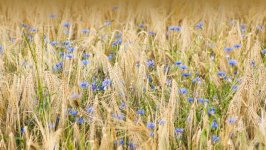 Desktop image. Flowers. ID:154667