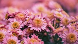 Desktop image. Flowers. ID:154675