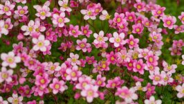 Desktop image. Flowers. ID:154692