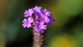 Desktop image. Flowers. ID:154706