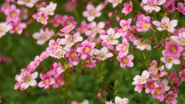 Desktop image. Flowers. ID:154735