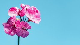 Desktop image. Flowers. ID:155091