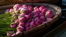 Desktop image. Flowers. ID:155487