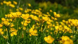 Desktop image. Flowers. ID:155803