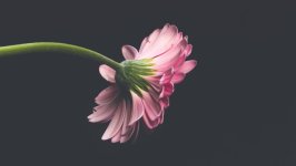 Desktop image. Flowers. ID:155811