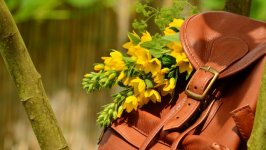 Desktop image. Flowers. ID:155938