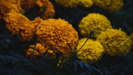 Desktop image. Flowers. ID:156030