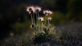 Desktop image. Flowers. ID:156042