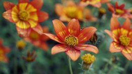 Desktop image. Flowers. ID:156054