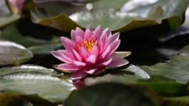 Desktop image. Flowers. ID:156061