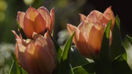 Desktop image. Flowers. ID:156105