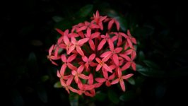 Desktop image. Flowers. ID:156107